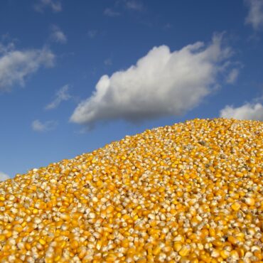 Houston, We Have a Corn Problem. How Do We Solve It?