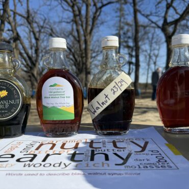 Could Black Walnut Syrup Replace Maple?