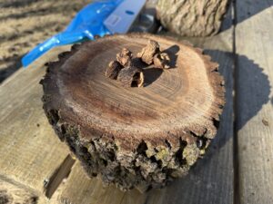 Black walnut shells lie on top of the rings of a tree.