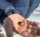 Could Hickory Oil Be Minnesota’s Next Agricultural Breakthrough?