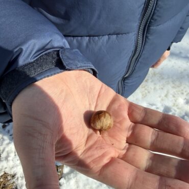 Could Hickory Oil Be Minnesota’s Next Agricultural Breakthrough?