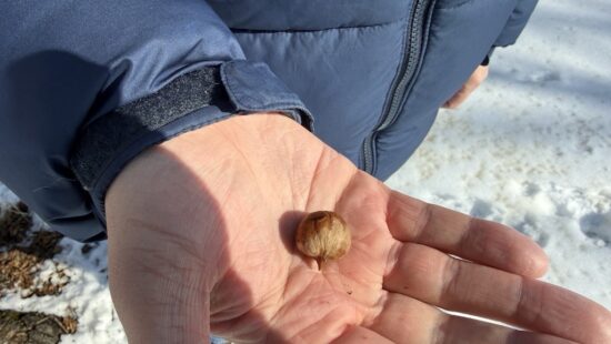 Could Hickory Oil Be Minnesota’s Next Agricultural Breakthrough?