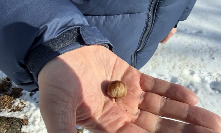 Could Hickory Oil Be Minnesota’s Next Agricultural Breakthrough?