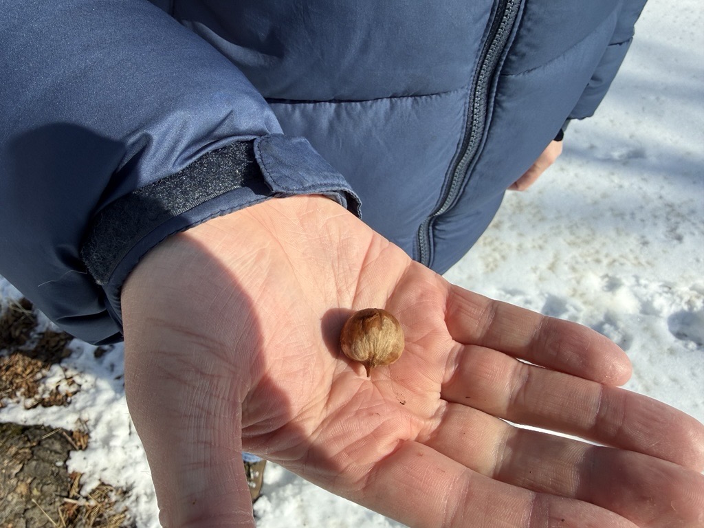 Could Hickory Oil Be Minnesota’s Next Agricultural Breakthrough?