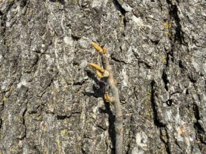 A yellowbud hickory bud in front of a bitternut hickory