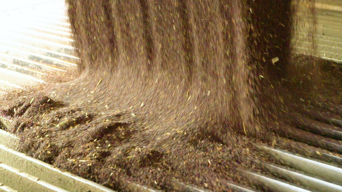 Camelina seed being delivered to processing facility for extraction of meal and oil.