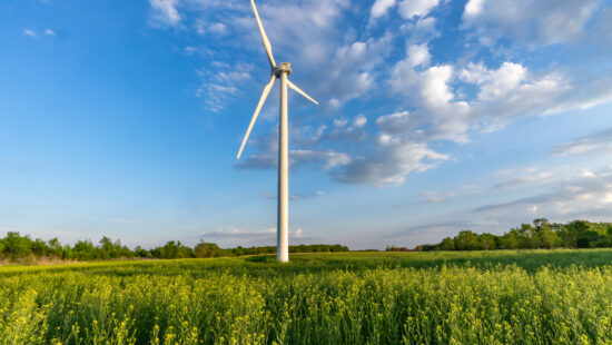 New Report Explores Potential of Winter Camelina for Minnesota Farmers