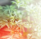 Guest Commentary: Minnesota Cannabis Is Already Taking Root