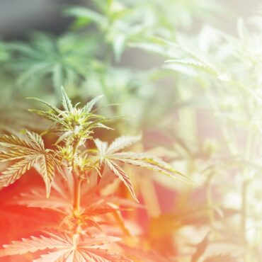 Guest Commentary: Minnesota Cannabis Is Already Taking Root