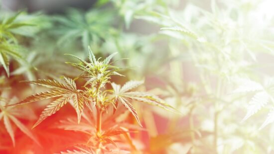 Guest Commentary: Minnesota Cannabis Is Already Taking Root