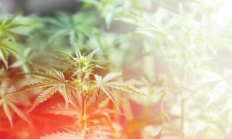 Guest Commentary: Minnesota Cannabis Is Already Taking Root