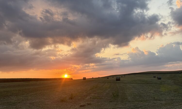 The Hay Market Is Tightening, and Freight Is Making It Worse
